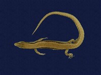 藏品(臺灣滑蜥)的圖片